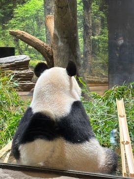 恩賜上野動物園に投稿された画像（2026/1/12）