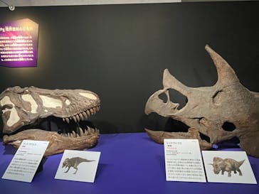 特別展「大絶滅展―生命史のビッグファイブ」に投稿された画像（2026/1/12）