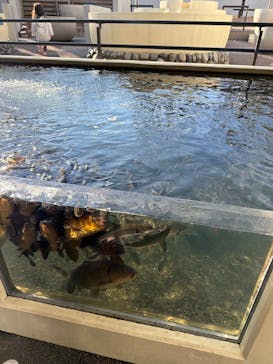 世界淡水魚園水族館　アクア・トトぎふに投稿された画像（2026/1/12）