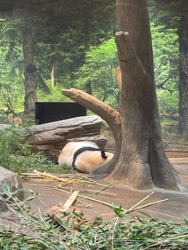 恩賜上野動物園に投稿された画像（2026/1/12）