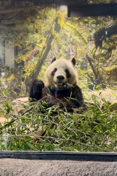 恩賜上野動物園に投稿された画像（2026/1/12）
