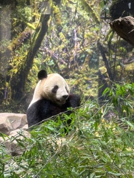 恩賜上野動物園に投稿された画像（2026/1/12）