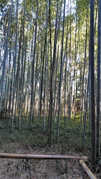 京都嵐山温泉 風風の湯に投稿された画像（2026/1/12）