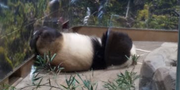 恩賜上野動物園に投稿された画像（2026/1/12）