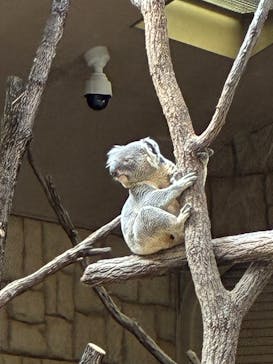 名古屋市東山動植物園に投稿された画像（2026/1/12）