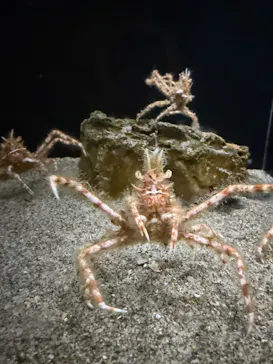竹島水族館に投稿された画像（2026/1/12）