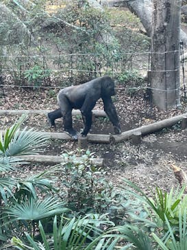 恩賜上野動物園に投稿された画像（2026/1/12）