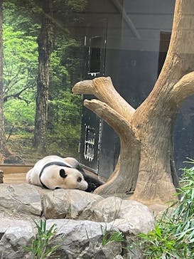 恩賜上野動物園に投稿された画像（2026/1/12）