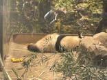 恩賜上野動物園に投稿された画像（2026/1/12）