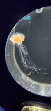 新江ノ島水族館に投稿された画像（2026/1/12）