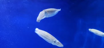 新江ノ島水族館に投稿された画像（2026/1/12）