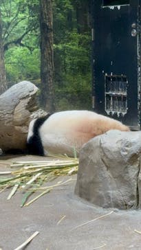 恩賜上野動物園に投稿された画像（2026/1/12）