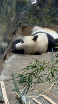 恩賜上野動物園に投稿された画像（2026/1/12）