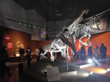 特別展「大絶滅展―生命史のビッグファイブ」に投稿された画像（2026/1/12）