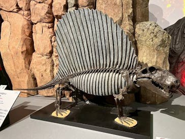 特別展「大絶滅展―生命史のビッグファイブ」に投稿された画像（2026/1/12）