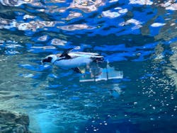 京都水族館に投稿された画像（2026/1/12）