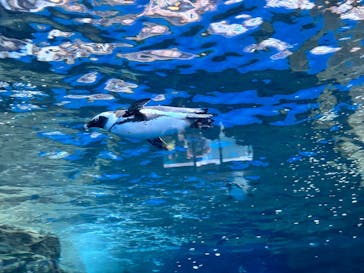 京都水族館に投稿された画像（2026/1/12）