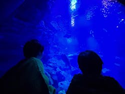 京都水族館に投稿された画像（2026/1/12）