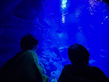 京都水族館に投稿された画像（2026/1/12）
