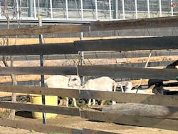 ウキウキランラン園に投稿された画像（2026/1/12）