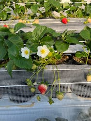 ウキウキランラン園に投稿された画像（2026/1/12）