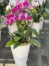 ウキウキランラン園に投稿された画像（2026/1/12）