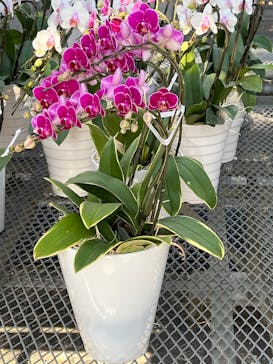 ウキウキランラン園に投稿された画像（2026/1/12）