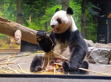 恩賜上野動物園に投稿された画像（2026/1/12）