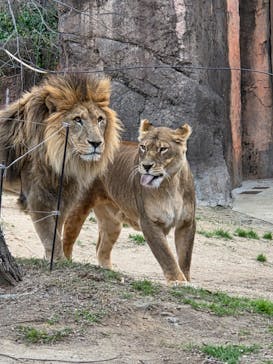 天王寺動物園に投稿された画像（2026/1/12）