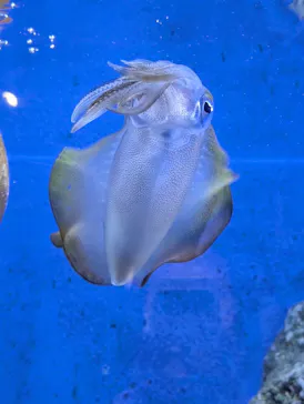 竹島水族館に投稿された画像（2026/1/12）
