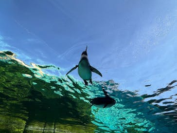 天王寺動物園に投稿された画像（2026/1/12）