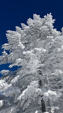 ピラタス蓼科スノーリゾートに投稿された画像（2026/1/12）