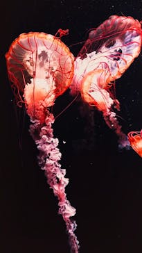 京都水族館に投稿された画像（2026/1/12）