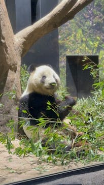 恩賜上野動物園に投稿された画像（2026/1/12）