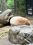 恩賜上野動物園に投稿された画像（2026/1/12）