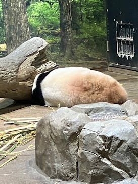 恩賜上野動物園に投稿された画像（2026/1/12）
