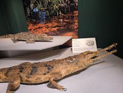 国立科学博物館に投稿された画像（2026/1/12）