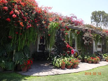 CREVIA マチュピチュ展／CREVIA MACHU PICCHU AND THE GOLDEN EMPIRES OF PERUに投稿された画像（2026/1/12）