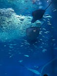 アクアワールド茨城県大洗水族館に投稿された画像（2026/1/12）