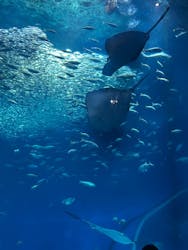 アクアワールド茨城県大洗水族館に投稿された画像（2026/1/12）