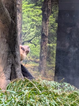 恩賜上野動物園に投稿された画像（2026/1/12）