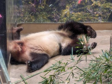 恩賜上野動物園に投稿された画像（2026/1/12）