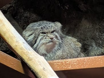 恩賜上野動物園に投稿された画像（2026/1/12）