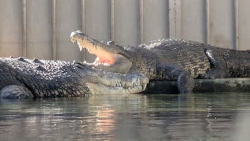 体感型動物園iZooに投稿された画像（2026/1/12）