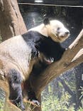 恩賜上野動物園に投稿された画像（2026/1/12）