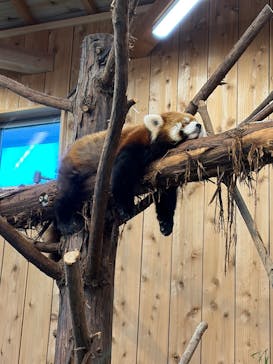 伊豆シャボテン動物公園に投稿された画像（2026/1/12）