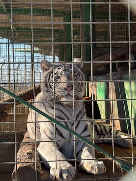 しろとり動物園に投稿された画像（2026/1/12）