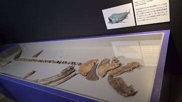 特別展「大絶滅展―生命史のビッグファイブ」に投稿された画像（2026/1/12）