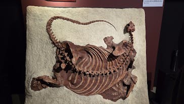 特別展「大絶滅展―生命史のビッグファイブ」に投稿された画像（2026/1/12）