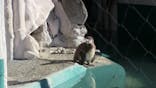 恩賜上野動物園に投稿された画像（2026/1/12）